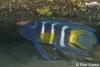 Open Album Eastern-Blue-Devilfish-2.jpg