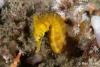Open Album Hippocampus_whitei.jpg