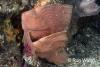 Open Album Red-Indianfish-Pair.jpg