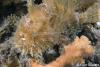 Open Album Striped-Anglerfish.jpg