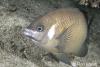 Open Album White-Ear-Scaleyfin.jpg