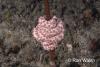 Click to view basket-star_t1.jpg
