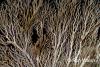 Click to view dusky-sea-fern_t1.jpg