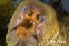 Click to view green-moray_t1.jpg