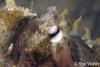 Click to view octopus-eye_t1.jpg