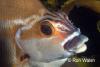 Click to view red-morwong_t1.jpg