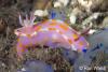 Click to view sweet-ceratasoma_t1.jpg