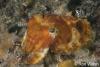 Click to view cuttlefish_t1.jpg