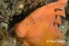Click to view red-indianfish_t1.jpg