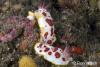Click to view splendid-chromodoris_t1.jpg