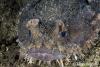Click to view frogfish_t1.jpg