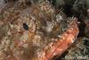 Click to view red-scorpionfish_t1.jpg