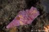 Click to view short-tail-ceratasoma_t1.jpg