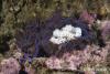 Click to view blue-dragon-with-eggs_t1.jpg