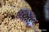 Click to view cowrie_t1.jpg
