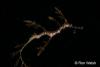 Click to view juvenile-weedy-dragon_t1.jpg
