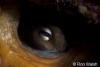 Click to view octopus-eye_t1.jpg