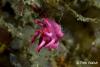 Click to view pink-okenia_t1.jpg