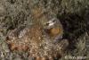 Click to view baby-octopus_t1.jpg