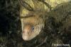 Click to view seive-patterned-moray_t1.jpg