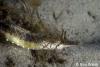 Click to view tiger-pipefish_t1.jpg