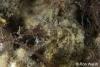 Click to view whites-seahorse_t1.jpg