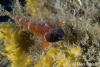 Click to view black-cheek-triplefin_t1.jpg
