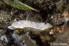 Click to view daphnes-chromodoris_t1.jpg