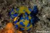 Click to view vercos-tambja-laying-eggs_t1.jpg