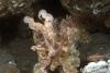 Click to view cuttlefish_t1.jpg