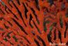 Click to view southern-red-gorgonia_t1.jpg