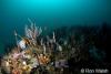 Click to view sponges-and-sea-whips_t1.jpg