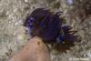 Click to view blue-dragon_t1.jpg