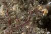 Click to view pygmy-pipe-horse-1_t1.jpg
