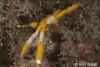Click to view spider-crab_t1.jpg