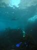 Click to view cape-hauy-seals-1_t1.jpg