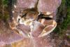 Click to view crab_t1.jpg
