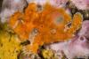 Click to view frogfish_t1.jpg