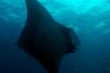 Click to view manta_t1.jpg
