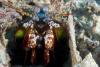 Click to view mantis_t1.jpg