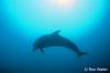 Click to view dolphin_t1.jpg