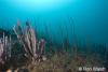 Click to view seawhips-and-sponges_t1.jpg