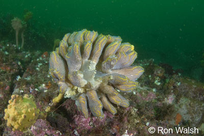 magnificent-ascidian.jpg