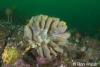 Click to view magnificent-ascidian_t1.jpg