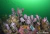 Click to view sea-tulips_t1.jpg