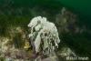 Click to view sponge_t1.jpg