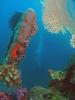 Click to view kyusyu-maru-shallow-1_t1.jpg