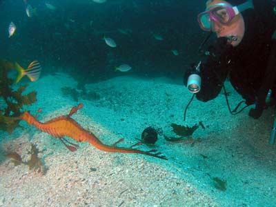 blind-shark-sea-dragon.jpg
