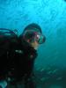 blind-shark-yellowtail_t1.jpg