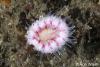 Click to view bairds-solitary-coral_t1.jpg